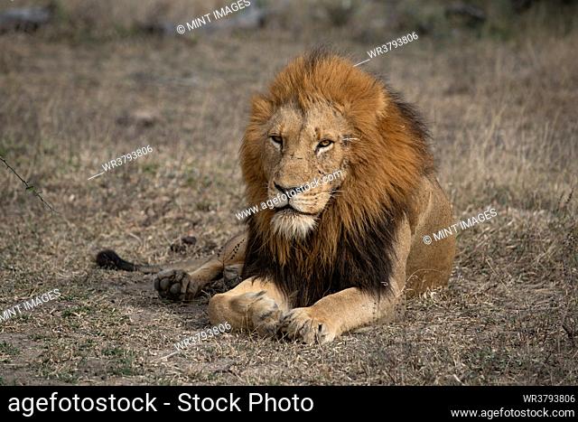 A male lion, Panthera leo, lies down, direct gaze