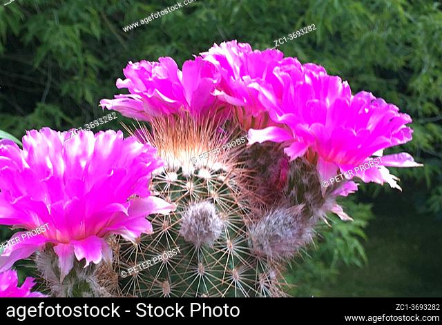 Flowering cactus Echinocereus reichenbachii from Texas - United States