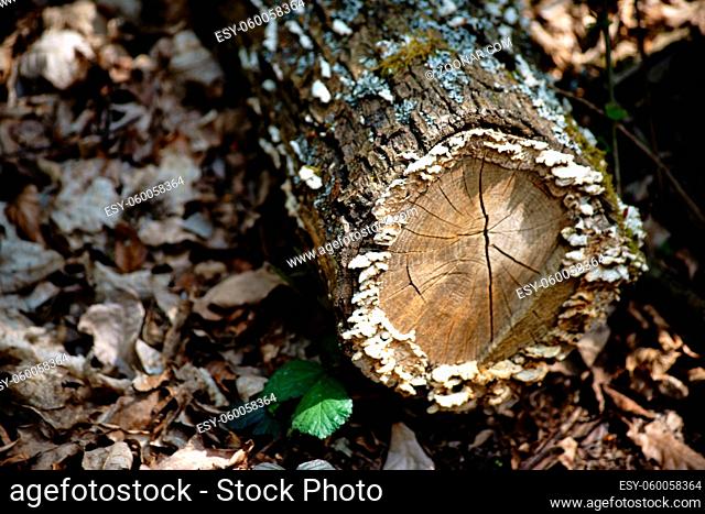Ein vermodernder Baumstumpf auf dem Waldboden auf dem Baumpilze wachsen