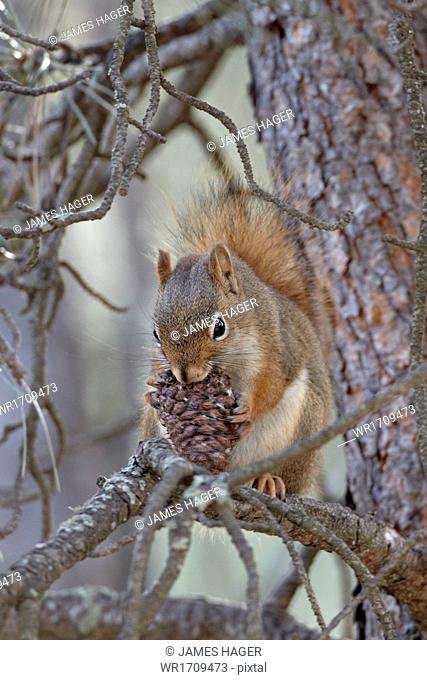 American red squirrel (red squirrel) (spruce squirrel) (Tamiasciurus hudsonicus) with a pine cone, Custer State Park, South Dakota, United States of America