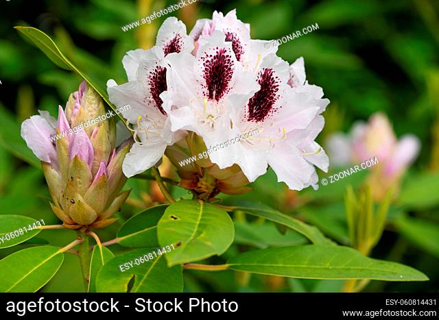 Rhododendron Hybrid Calsap (Rhododendron hybrid), close up of the flower head