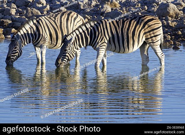 Burchell's zebras (Equus quagga burchellii), two adults in water, drinking in the evening sun, Okaukuejo waterhole, Etosha National Park, Namibia, Africa