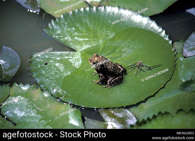 frog, Thailand