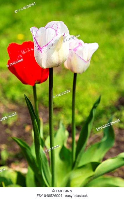 Selective focus on single, white tulip fringed in purple in grouping of spring flowers. Location is Chicago suburb in Illinois, USA