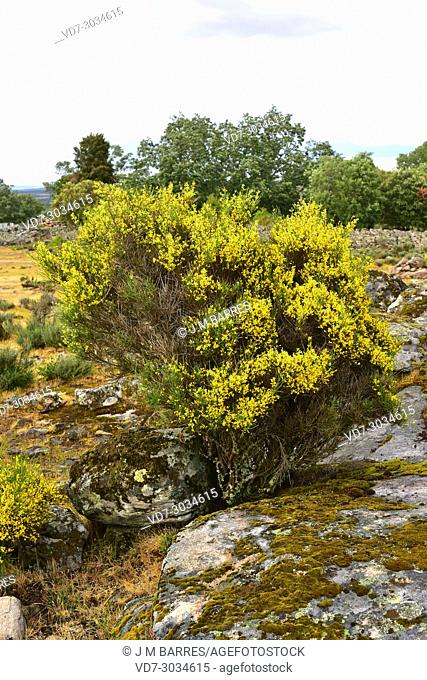 Genista hystrix is a shrub endemic to northwestern Iberian Peninsula. This photo was taken in Arribes del Duero Natural Park, Zamora province, Castilla-Leon