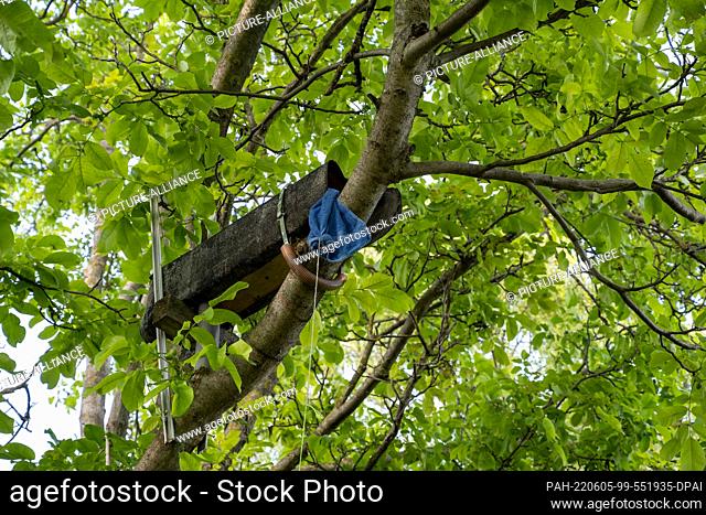 PRODUCTION - 30 May 2022, Rhineland-Palatinate, Bodenheim: In a walnut tree in Bodenheim (Mainz-Bingen district), volunteers from the Nature and Biodiversity...