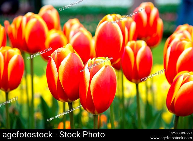 Red and yellow tulips in the garden