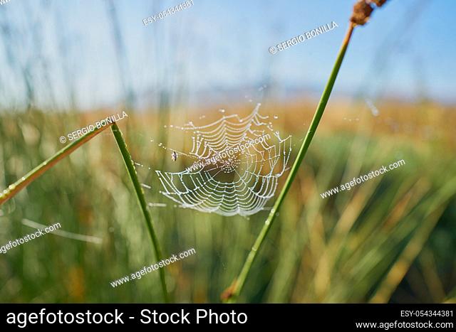 Spider web with dewdrops bathing in the sunlight among the green reeds