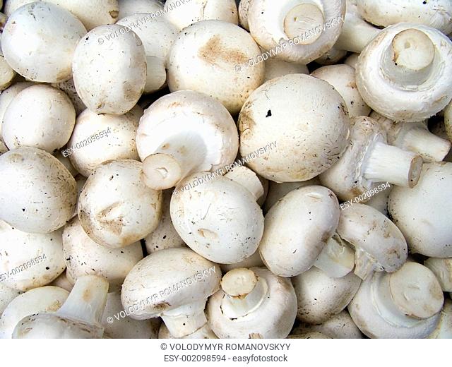 Field white mushrooms