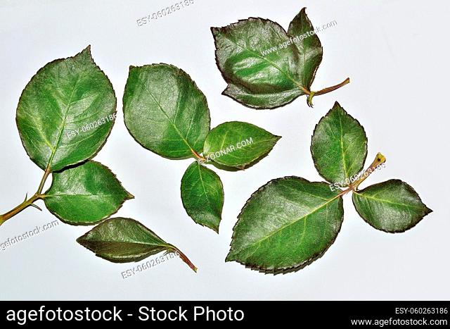 Set of green fresh rose leaves close up isolated on white background