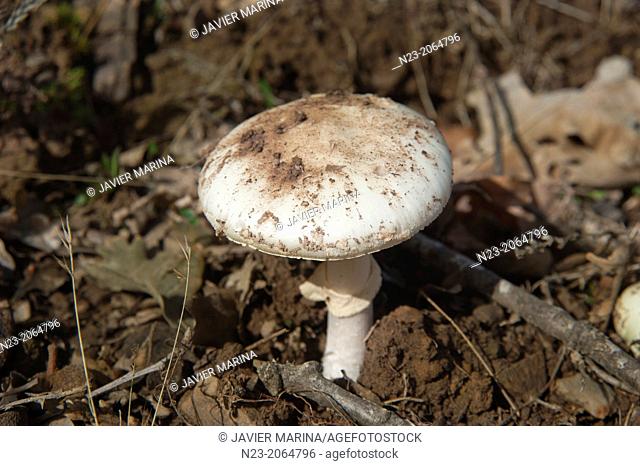 Fungus Hontanares mount; Riaza; Segovia Spain