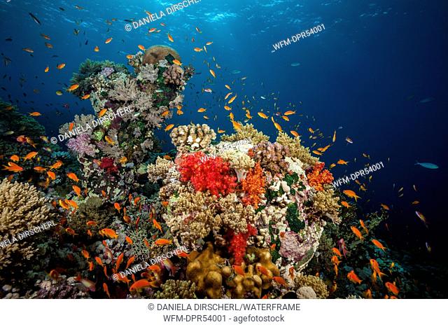Lyretail Anthias over Coral Reef, Pseudanthias squamipinnis, Shaab Rumi, Red Sea, Sudan