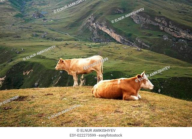 Two cows at the top of the hill