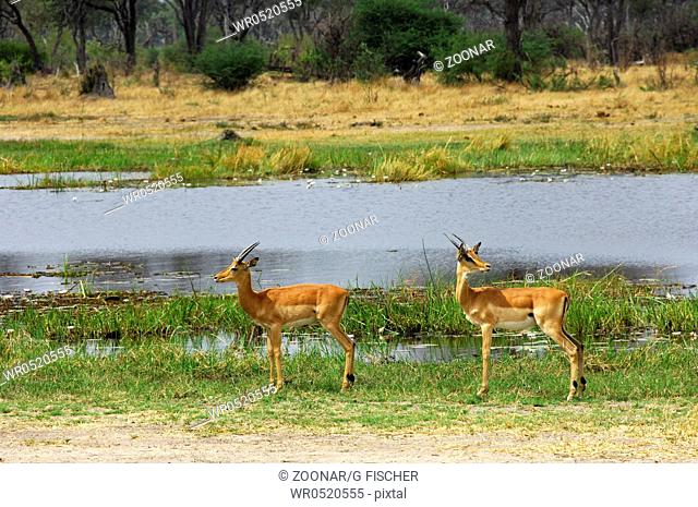 Springboks at the Khwai River, Moremi, Botswana
