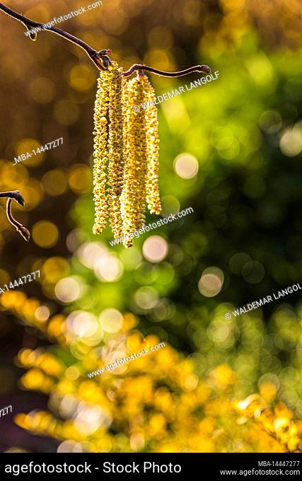 Flower catkins of hazel bush (Corylus avellana) in the morning light