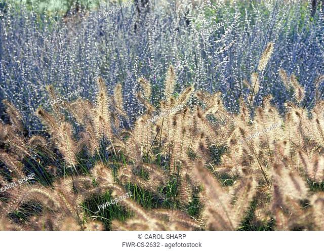 Pennisetum alopecuroides, Fountain grass