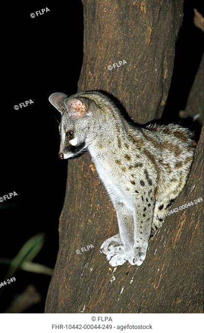 Small-spotted Genet Genetta genetta adult, standing between two branches