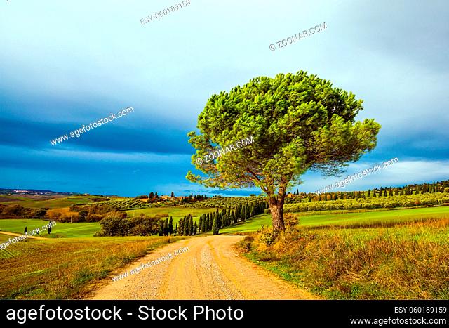 Flat rows of ploughed fields and meadows. Picturesque hills of the legendary Tuscany. Dirt road runs through the hills. Beautiful Italy