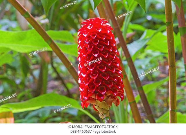 Hawaï , Big Island , Hilo , Hawaii Tropical Botanical Garden , Indonesian Wax Ginger  Tapeinochilos ananassae  , family : Zingiberaceae