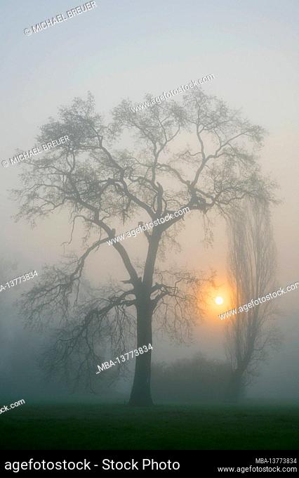 Old oak tree in the morning mist at sunrise, spring, April, Hesse, Germany