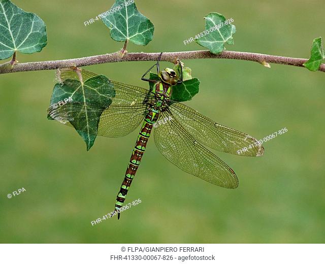 Southern Hawker (Aeshna cyanea) adult female, resting on ivy stem, Leicestershire, England, September