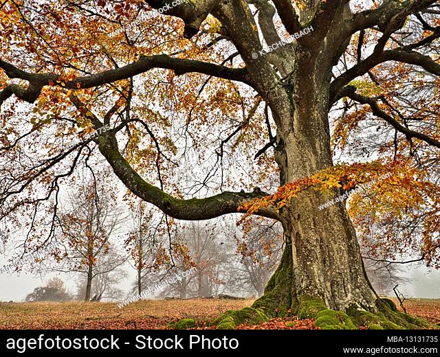 Europe, Germany, Hessen, Steffenberg, nature reserve Dimberg, old hat beech (red beech) in autumn leaves