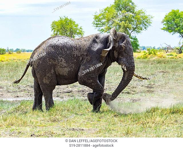 Botswana. Elephant Dust Bath