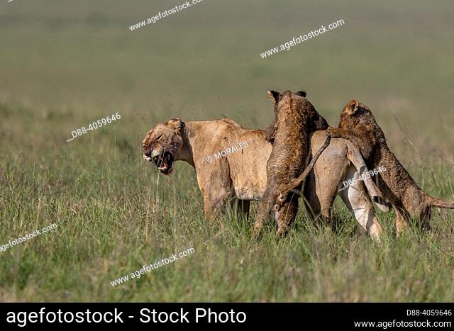 Africa, East Africa, Kenya, Masai Mara National Reserve, National Park, Lioness (Panthera leo) with youngs in savanna, playing