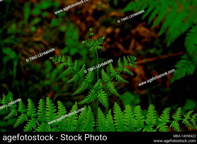 green fern in the forest, shallow depth of field, beautiful soft bokeh