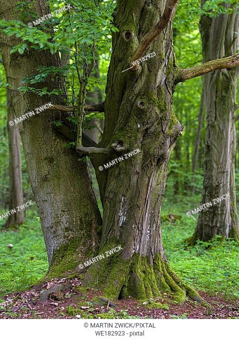 Old beech. The woodland Hainich in Thuringia, National Park and part of the UNESCO world heritage - Primeval Beech Forests of the Carpathians and the Ancient...