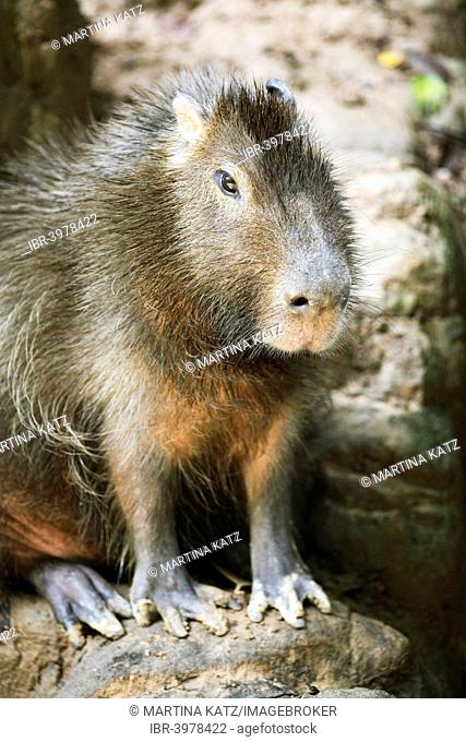 Capybara (Hydrochoerus hydrochaeris), Wild Animal Rescue Amazoonico, Ahuano, Napo Province, Ecuador