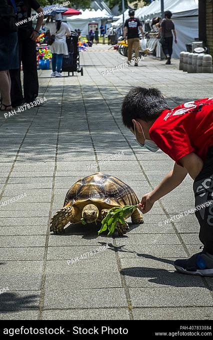 A boy feeds a turtle on the street in Taipei, Taiwan on 06/05/2023 by Wiktor Dabkowski. - Taipei/Taipei/China