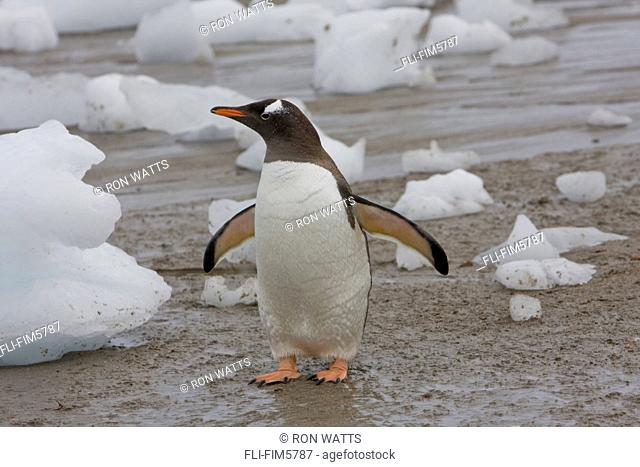 Gentoo Penguin along the Shore of Neko Harbour on Graham Land, Antarctic Archipelago