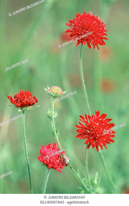 DEU, 2003: Field Scabious (Knautia macedonica), flowering