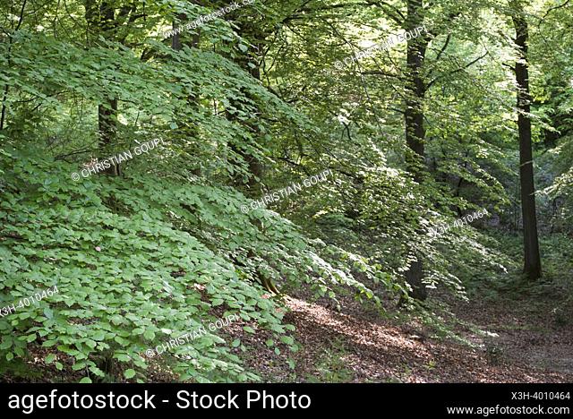 Beech tree in the Forest of Rambouillet, Haute Vallee de Chevreuse Regional Natural Park, Yvelines department, Ile-de-France region, France, Europe