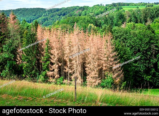 An image of a forest dieback in south Germany