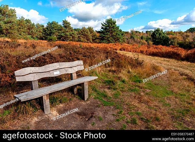 Bench in Ashdown Forest