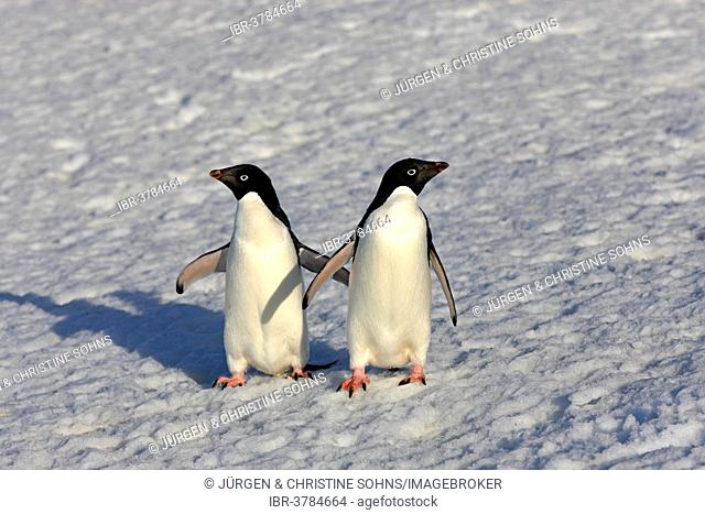 Adélie Penguins (Pygoscelis adeliae), adult couple standing in the snow, Brown Bluff, Antarctica