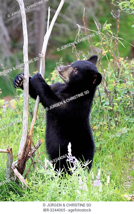 American Black Bear (Ursus americanus), cub, six months, captive