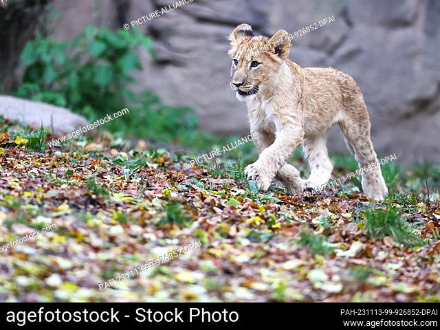 13 November 2023, Saxony, Leipzig: A lion cub walks through the outdoor enclosure in the lion savannah at Leipzig Zoo. The four lion cubs have now all been...