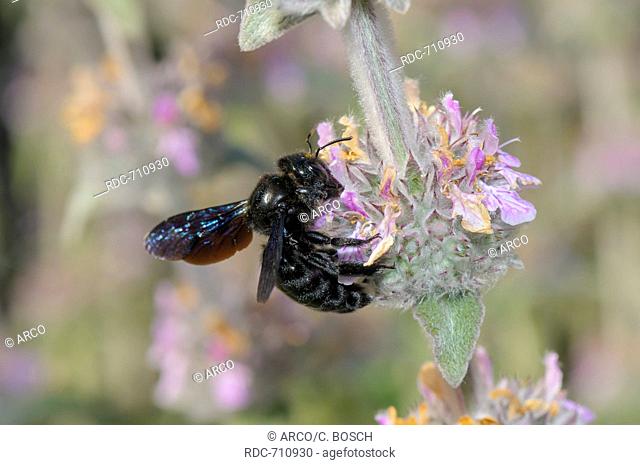 Carpenter Bee, Mallorca, Spain / (Xylocopa violacea)