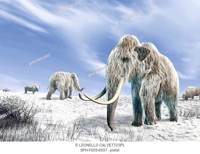 Woolly mammoths. Computer artwork of woolly mammoths Mammuthus primigenius and bison Bison bison in a snow-covered field
