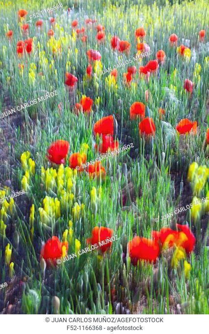 Meadow in spring, La Serena, Badajoz province, Extremadura, Spain
