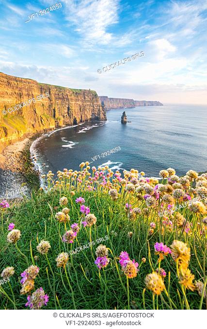 Cliffs of Moher at sunset, with flowers on the foreground. Liscannor, Co. Clare, Munster province, Ireland