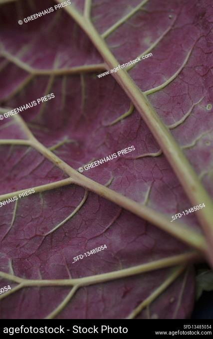 The underside of a rhubarb leaf (close-up)
