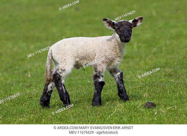 Domestic sheep lamb