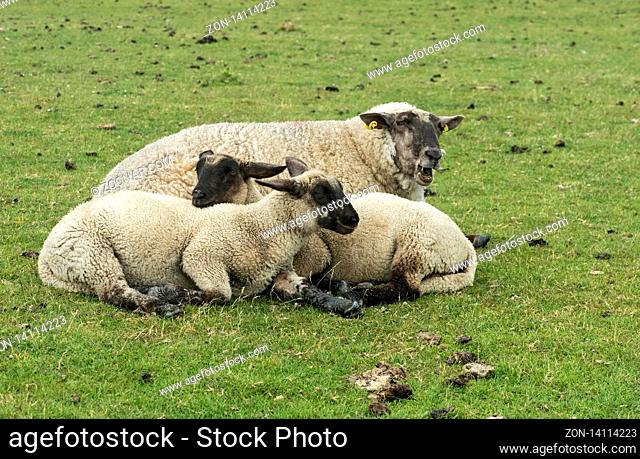 Schwarzkopfschaf mit zwei Lämmern, Schleswig-Holstein, Deutschland / Blackface sheep with two lambs, Schleswig-Holstein, Germany