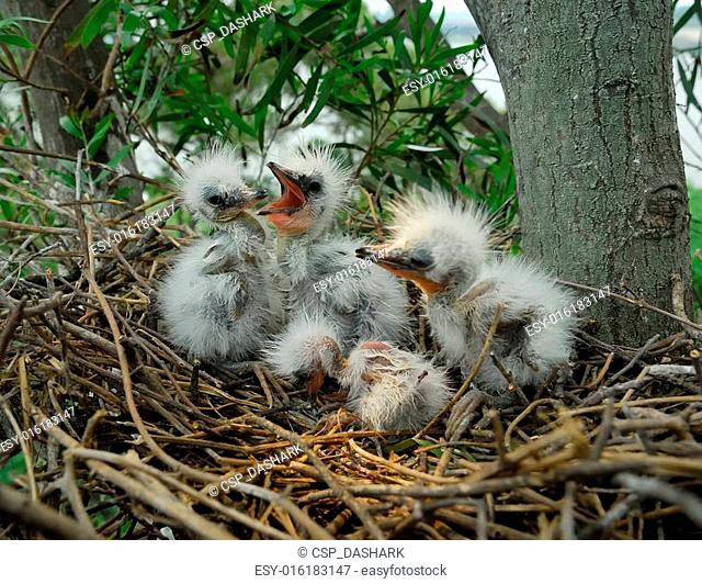 great egret chicks in nest