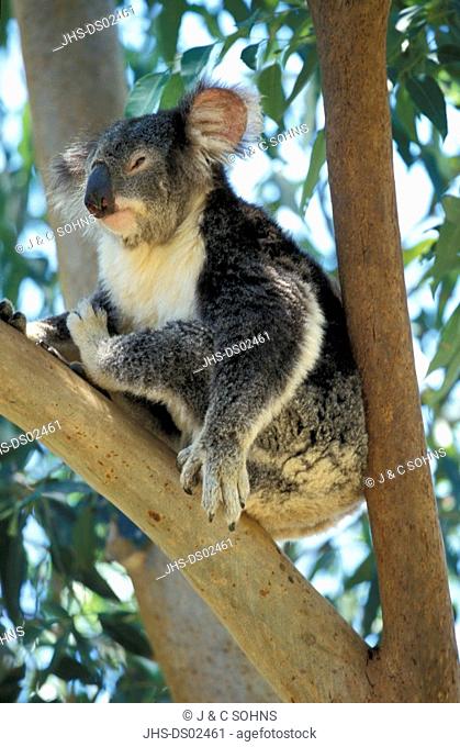 Koala, Phascolarctos cinereus, Australia, adult resting on tree
