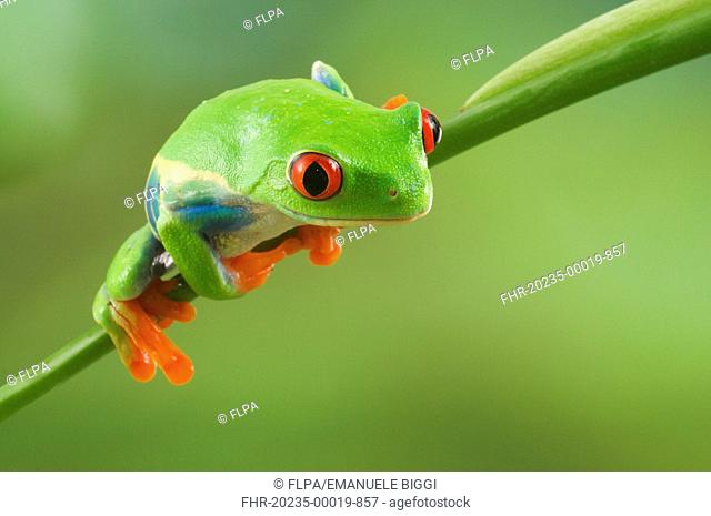 Red-eyed Treefrog Agalychnis callidryas adult, clinging to stem, Central America captive